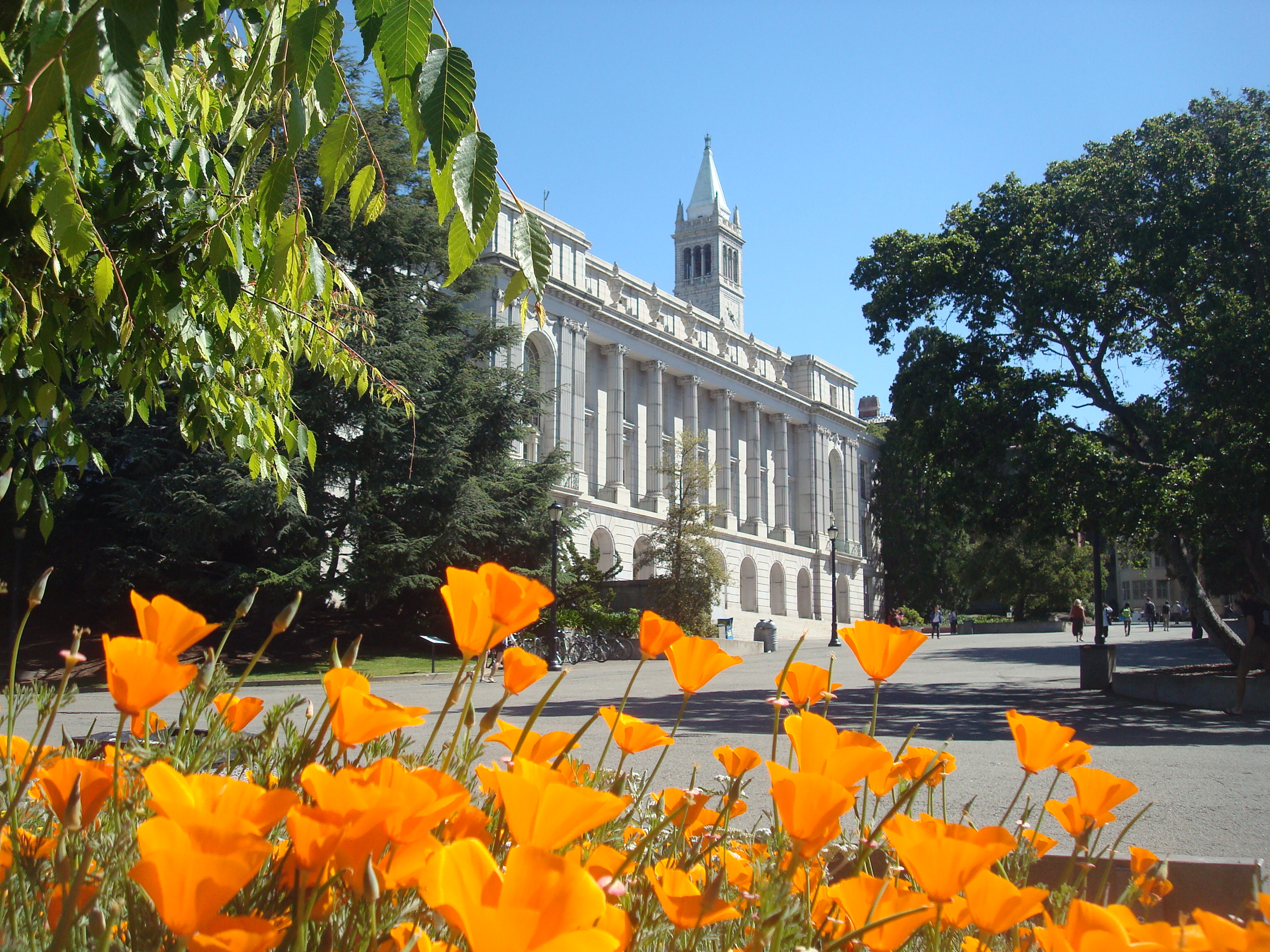 California Poppy flowers in bloom outside of Wheeler Hall.